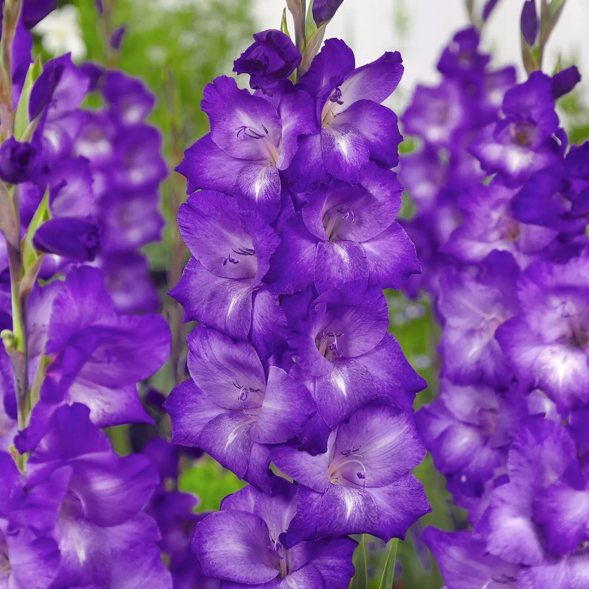 Gladiolus, Performer, Pack of 5