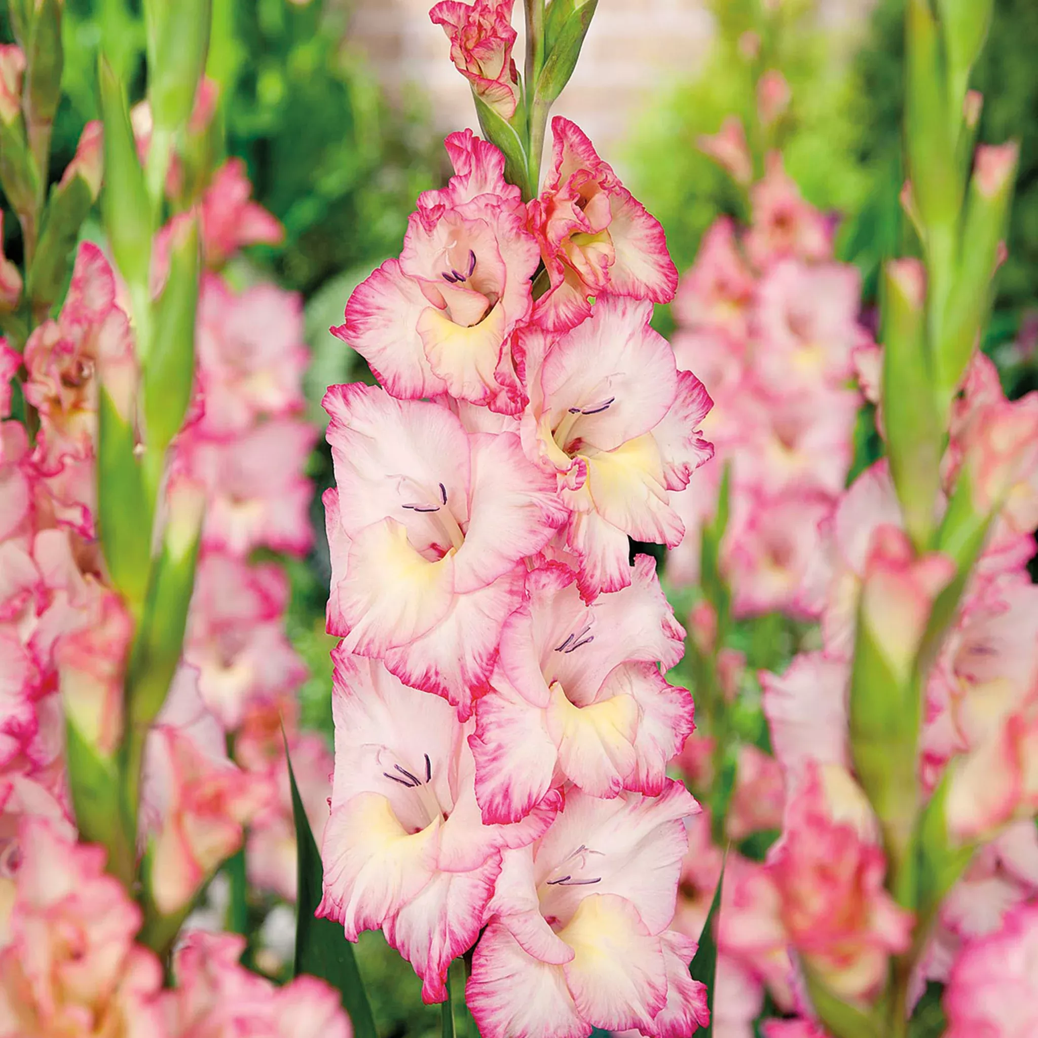 Gladiolus, Priscilla, Pack of 5