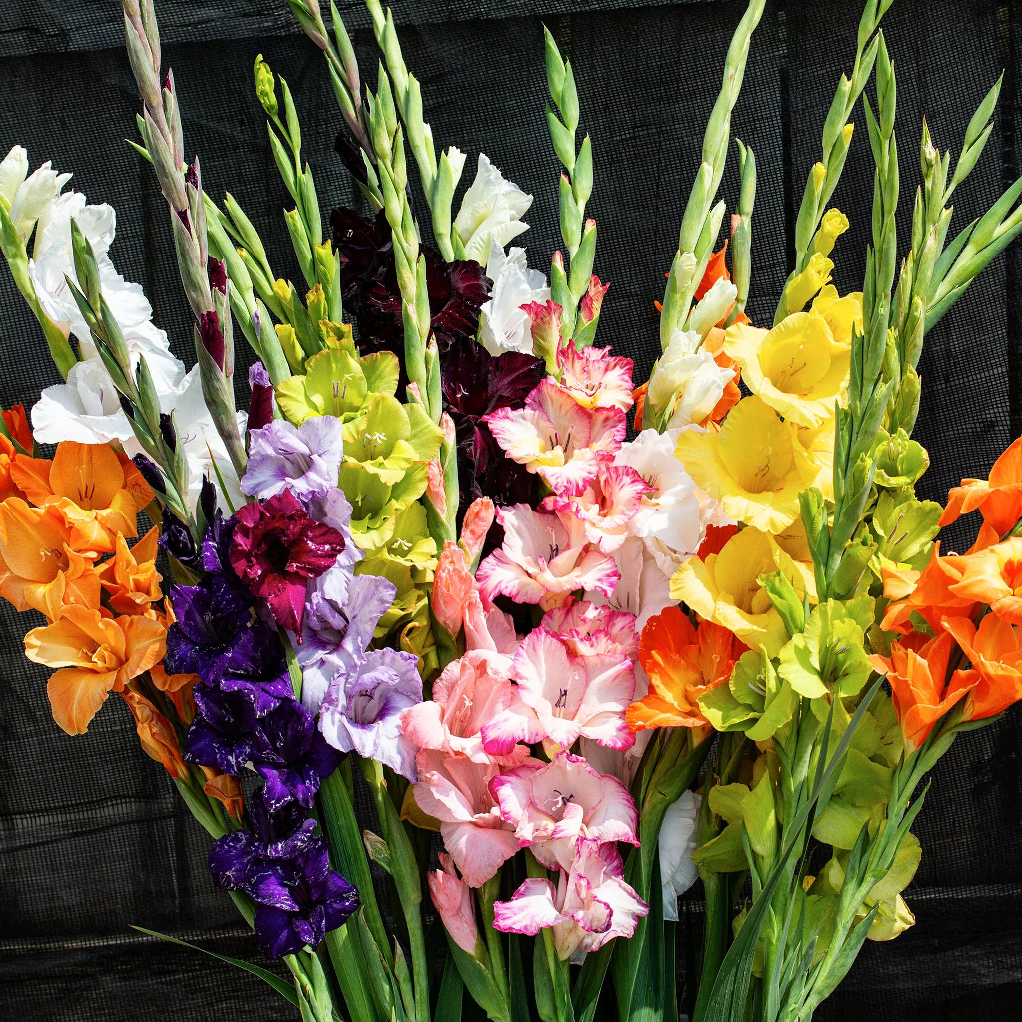 Gladiolus, Rainbow Mix, Pack of 25