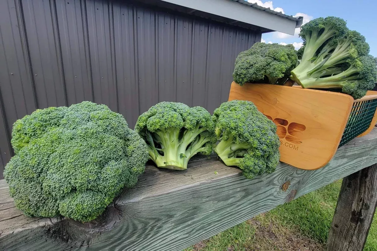 Godzilla Hybrid Broccoli F1