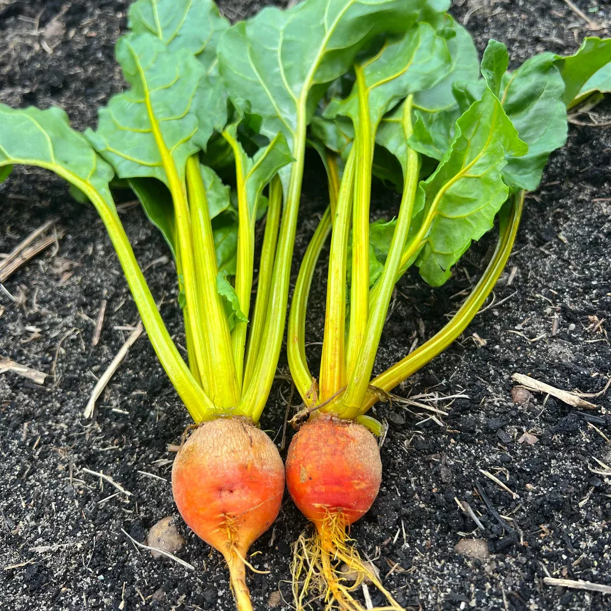 Golden Boy Beet