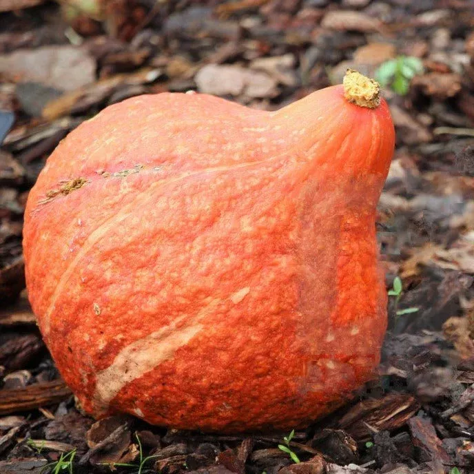 Golden Hubbard Squash