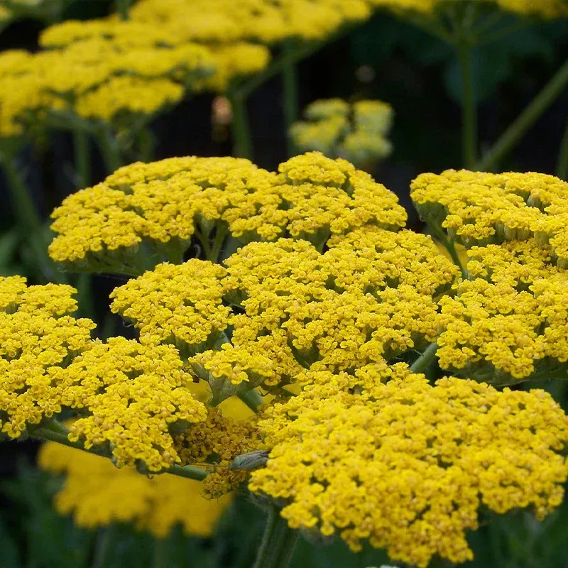 Golden Yarrow