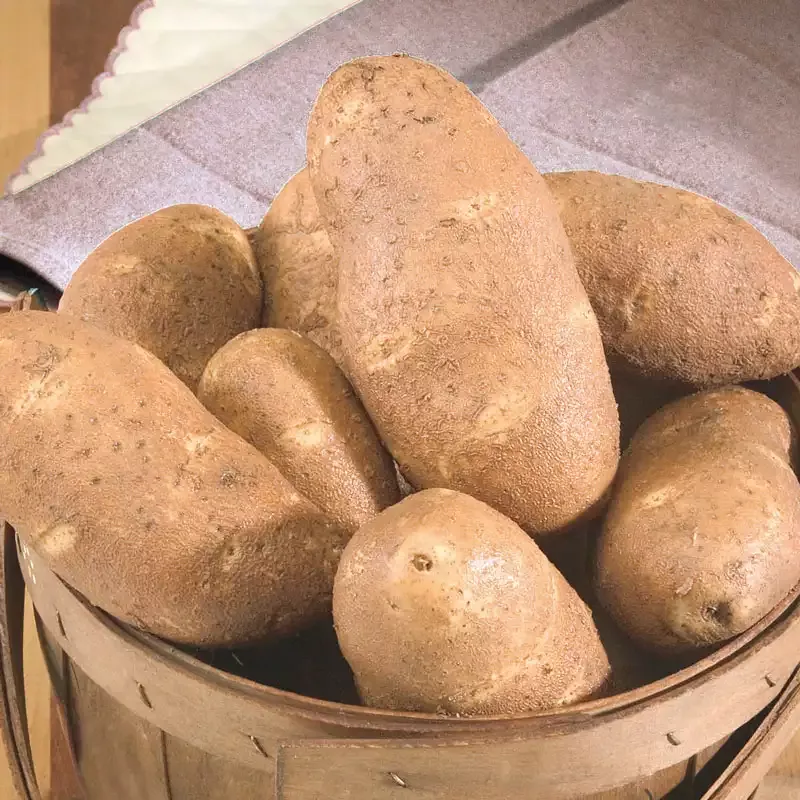 Goldrush Potato