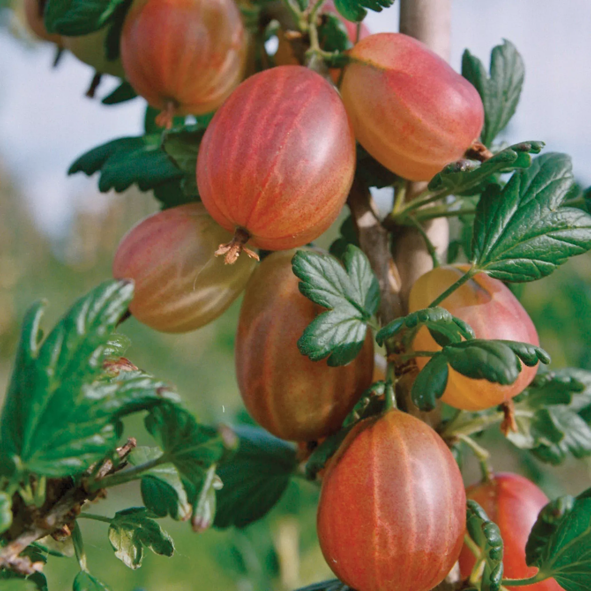 Gooseberry, Tixia™