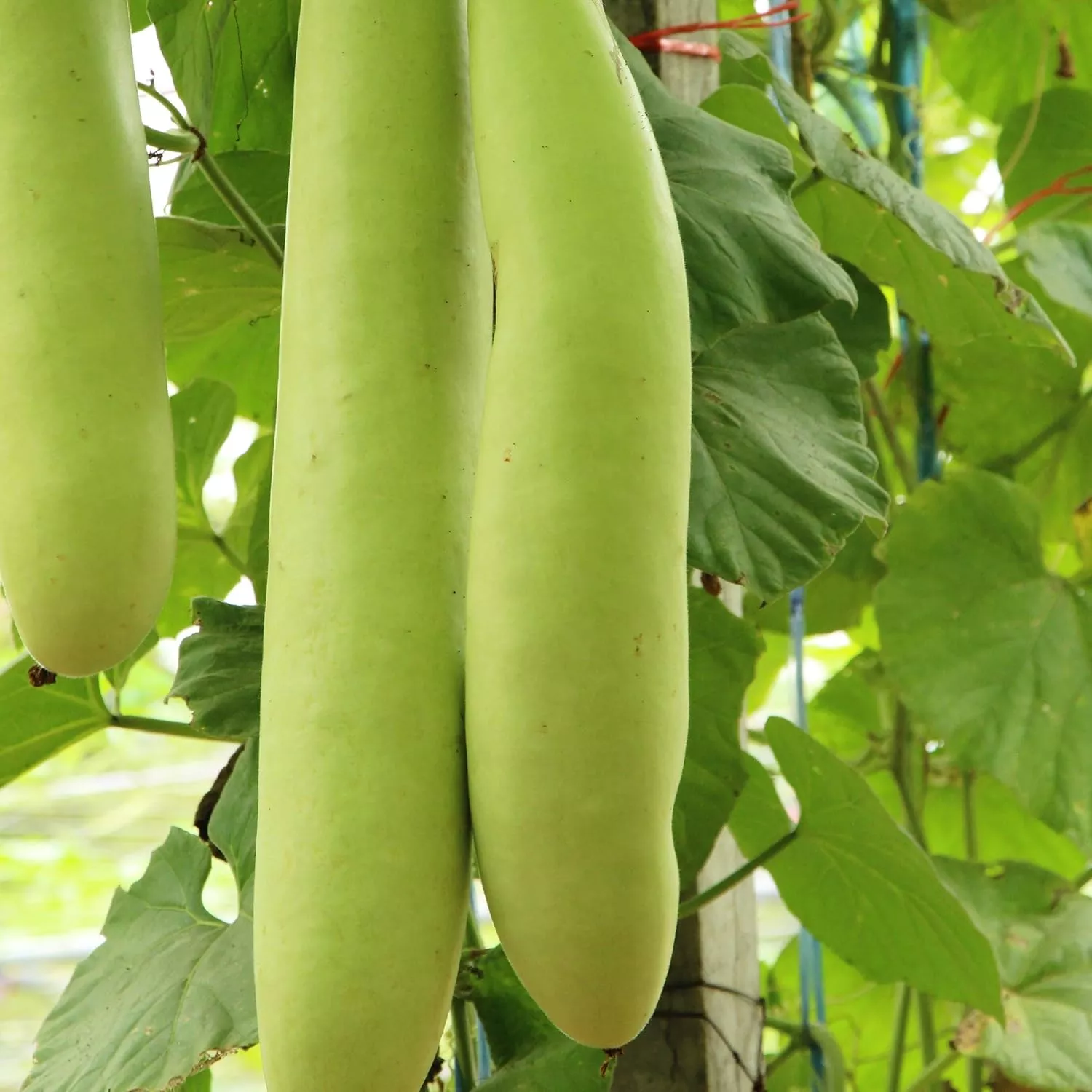 Gourd Cucuzzi Italian Edible