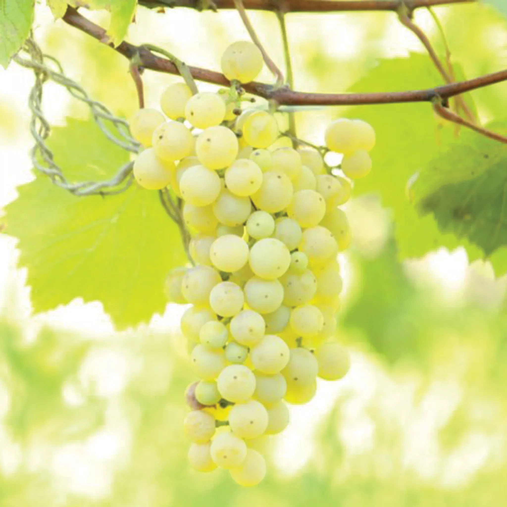 Grape, Brianna