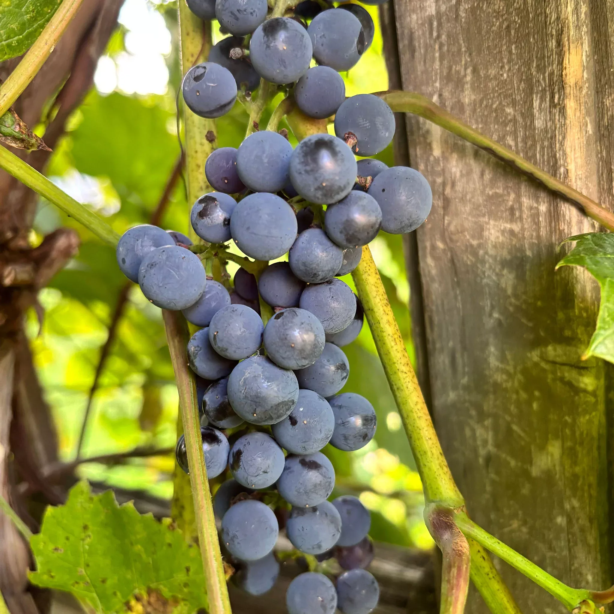 Grape, Concord