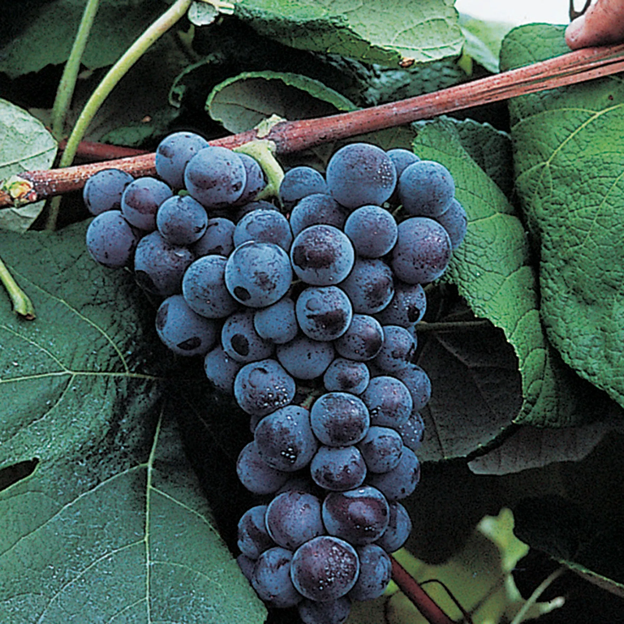 Grape, Seedless, Mars