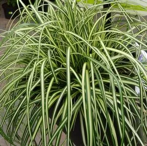 Grass Carex 'Evergold' Sedge