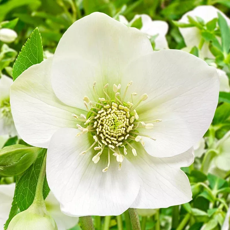 Great White Hellebore