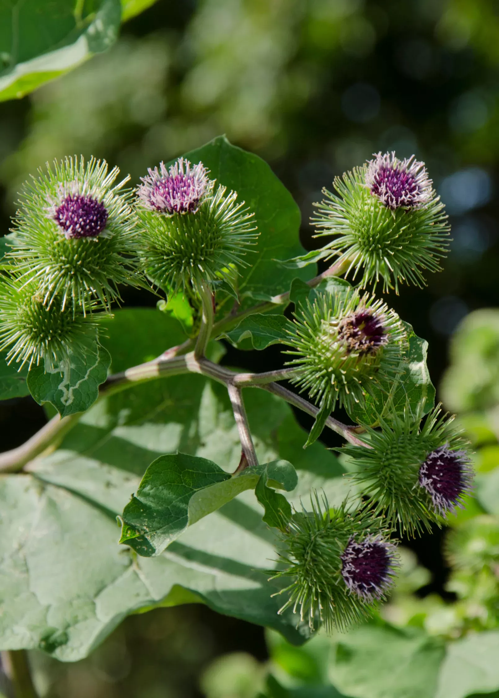 Greater Burdock (Arctium lappa)
