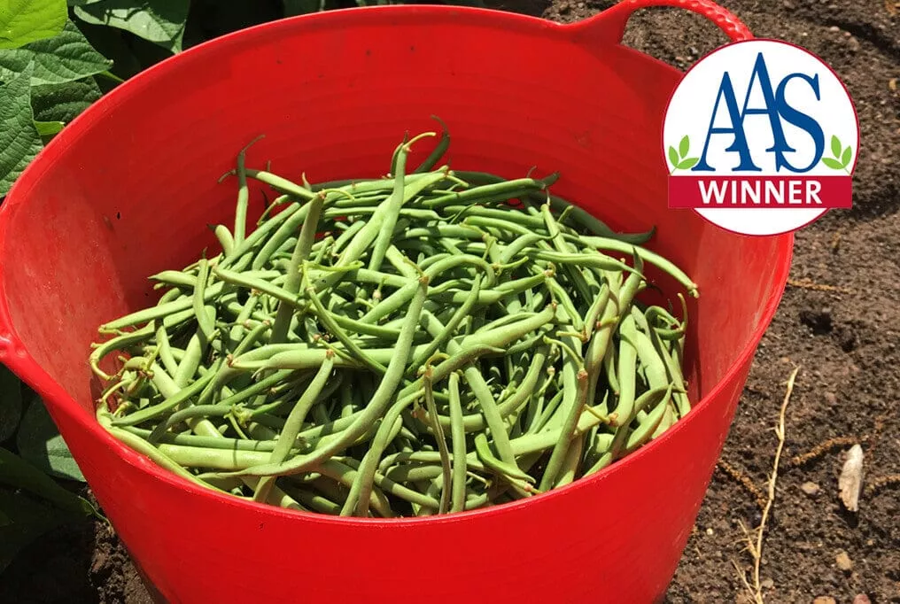 Green Crop Bush Bean