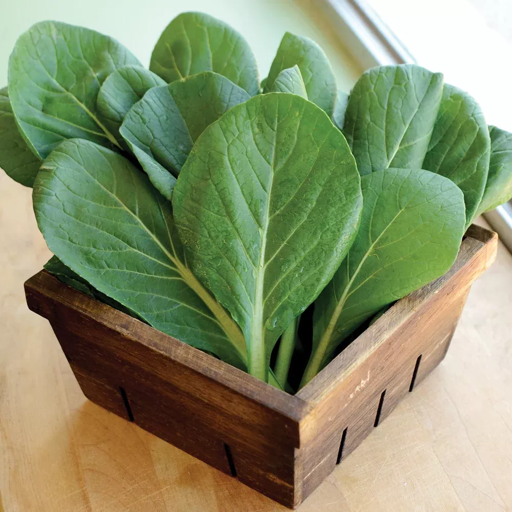 Green Giant Mustard