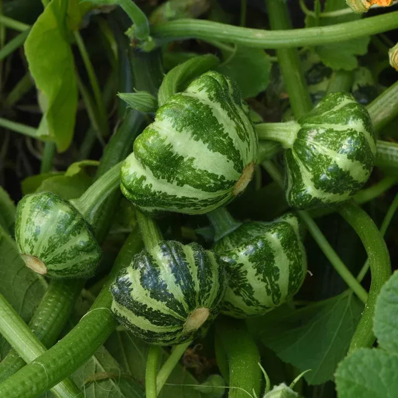 Green Lightning™ Summer Squash
