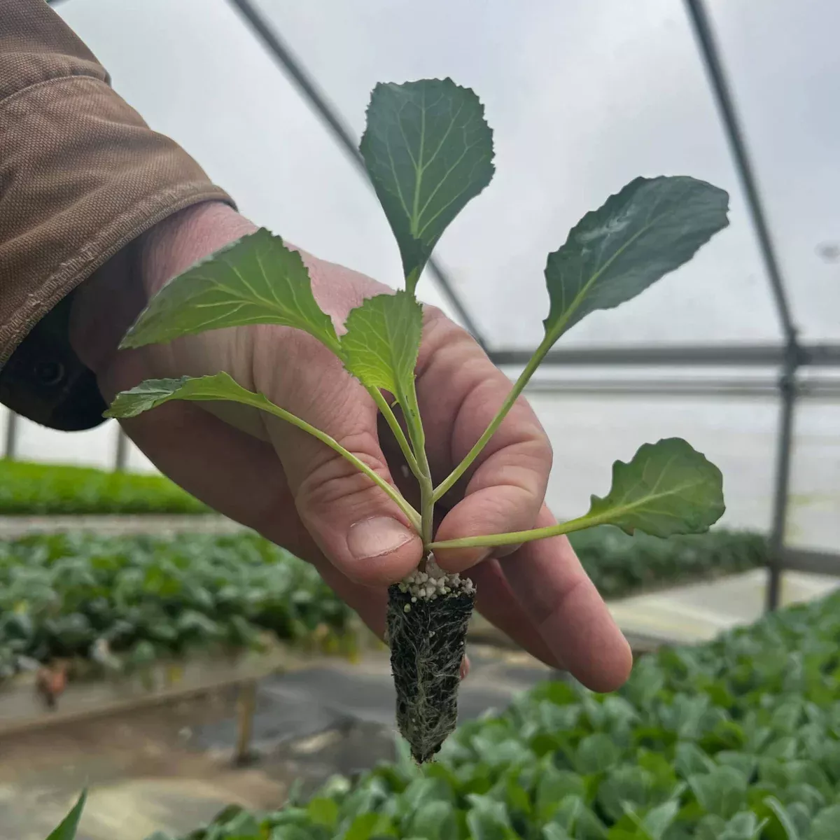 Green Magic Broccoli Starter Plants