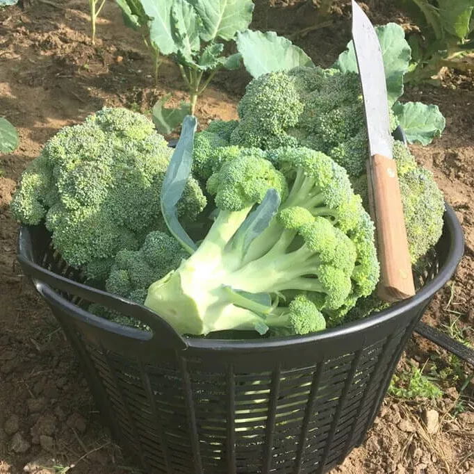 Green Magic Hybrid Broccoli F1