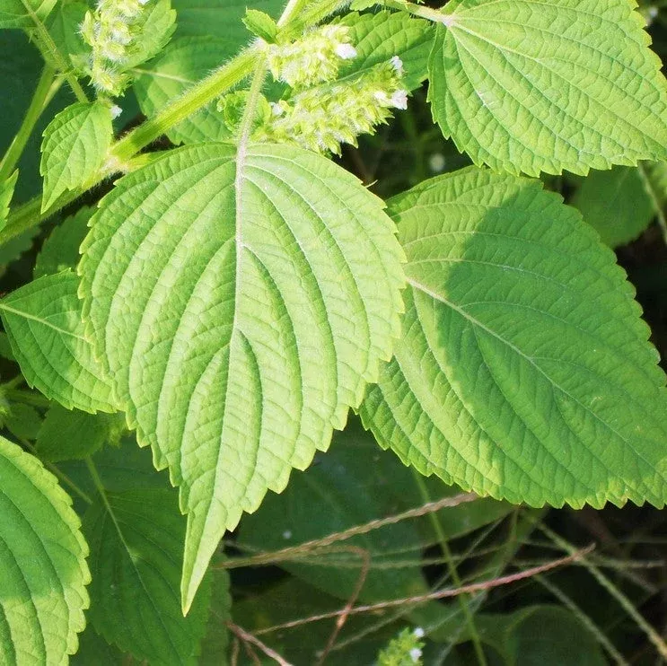 Green Perilla (Shiso)
