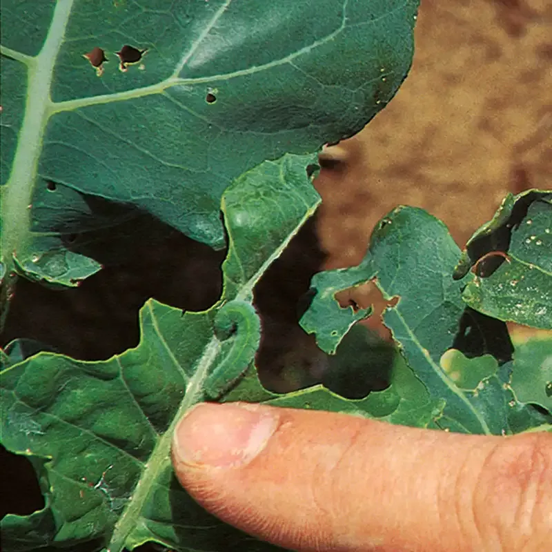 Green Step™ II Caterpillar Control