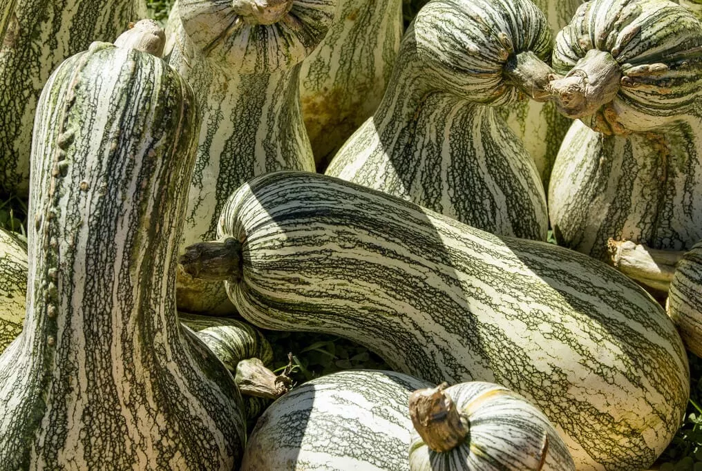 Green Striped Cushaw Squash
