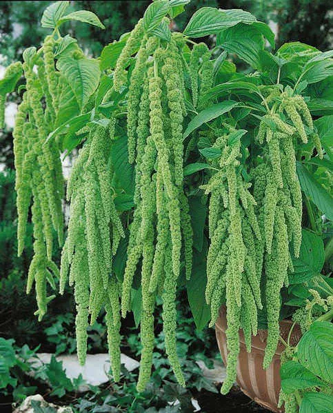 Green Tails