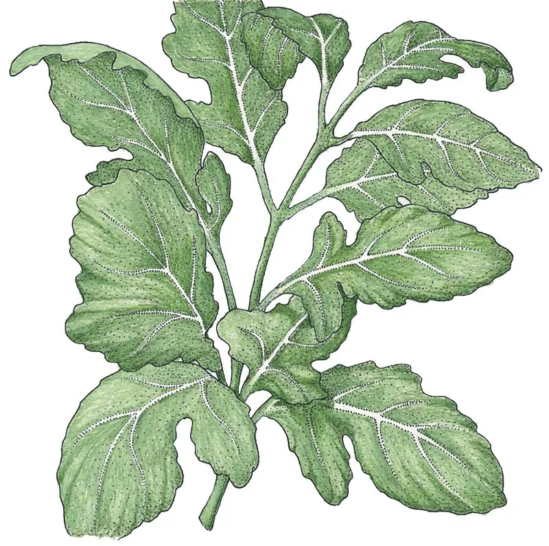Greens Arugula