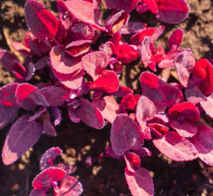 Greens Orach Red Fire