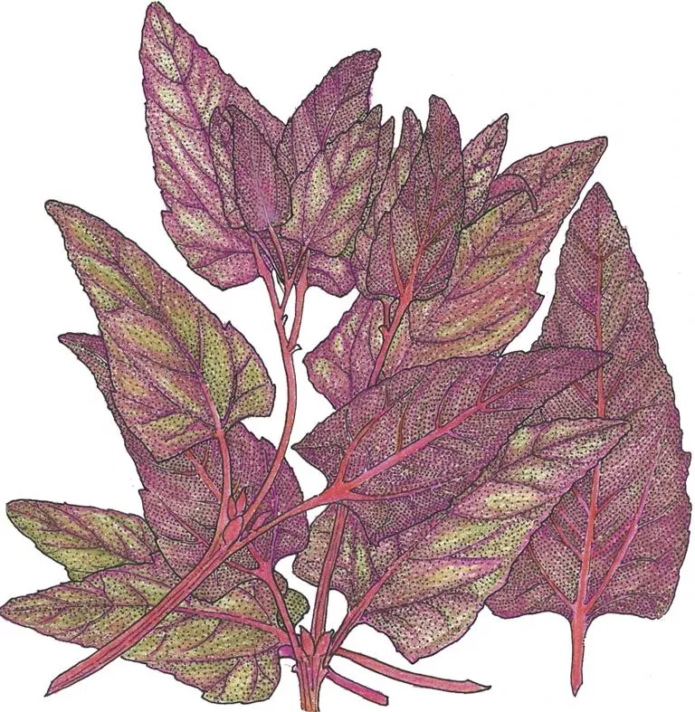 Greens Orach Ruby Red