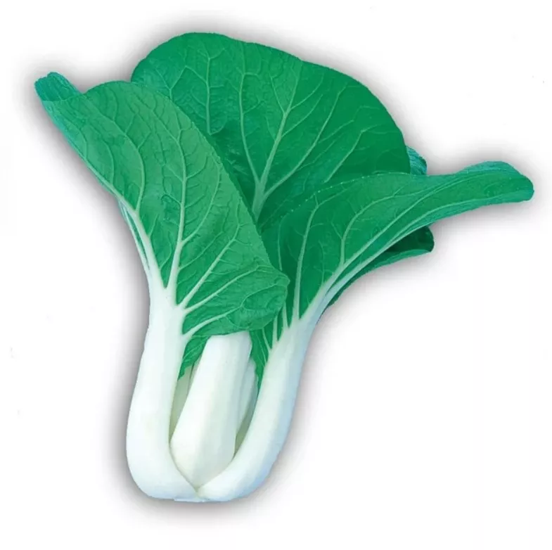 Greens Pak Choi Dwarf White Stem