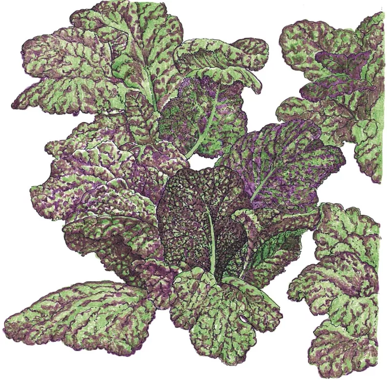 Greens Red Giant Mustard Organic