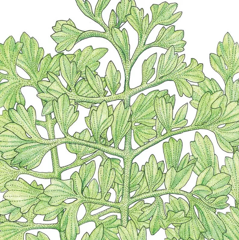 Greens Wrinkled Crinkled Cress