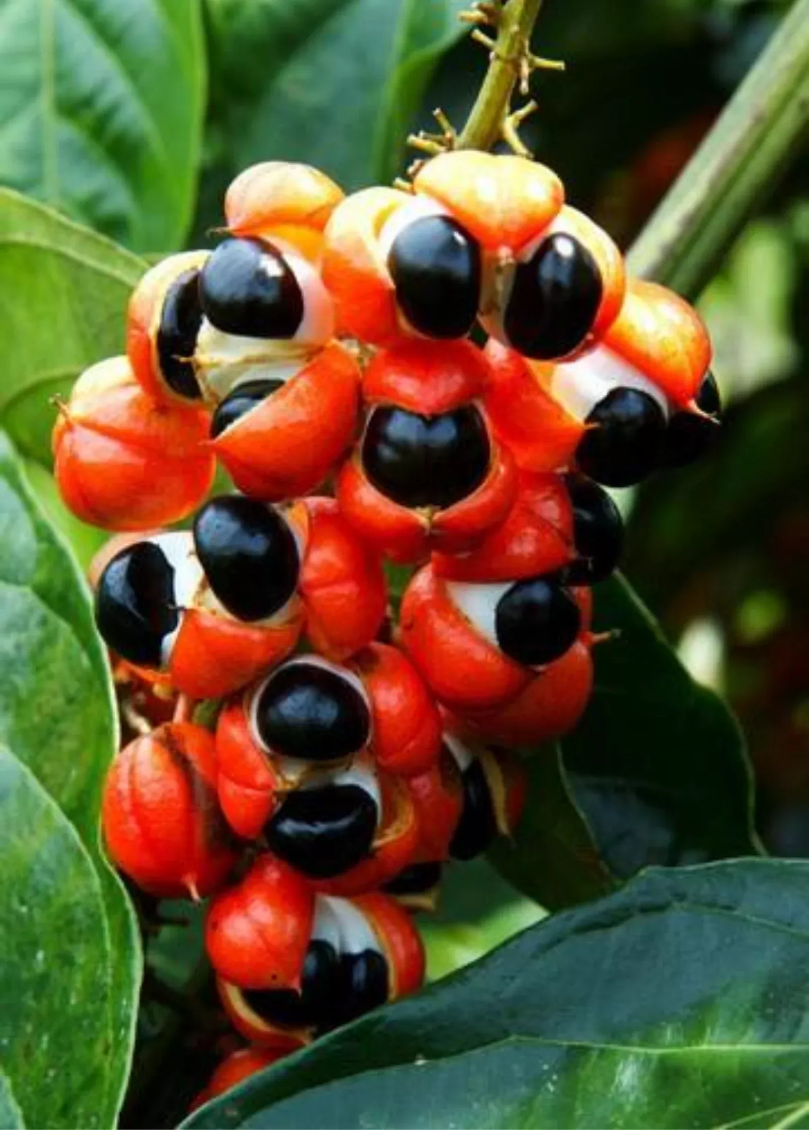 Guarana (Paullinia cupana)