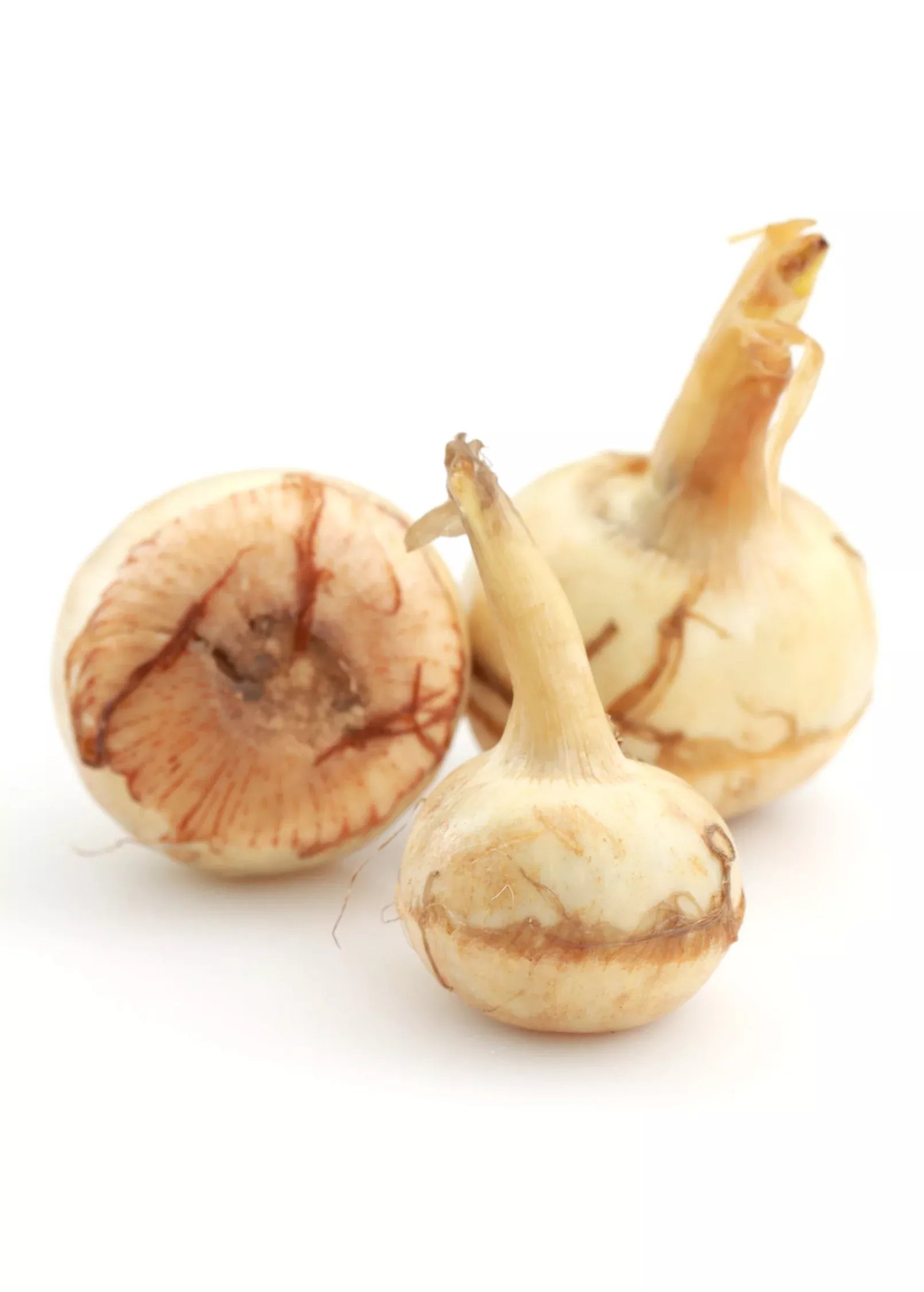 Guinea Arrowroot (Calathea allouia)