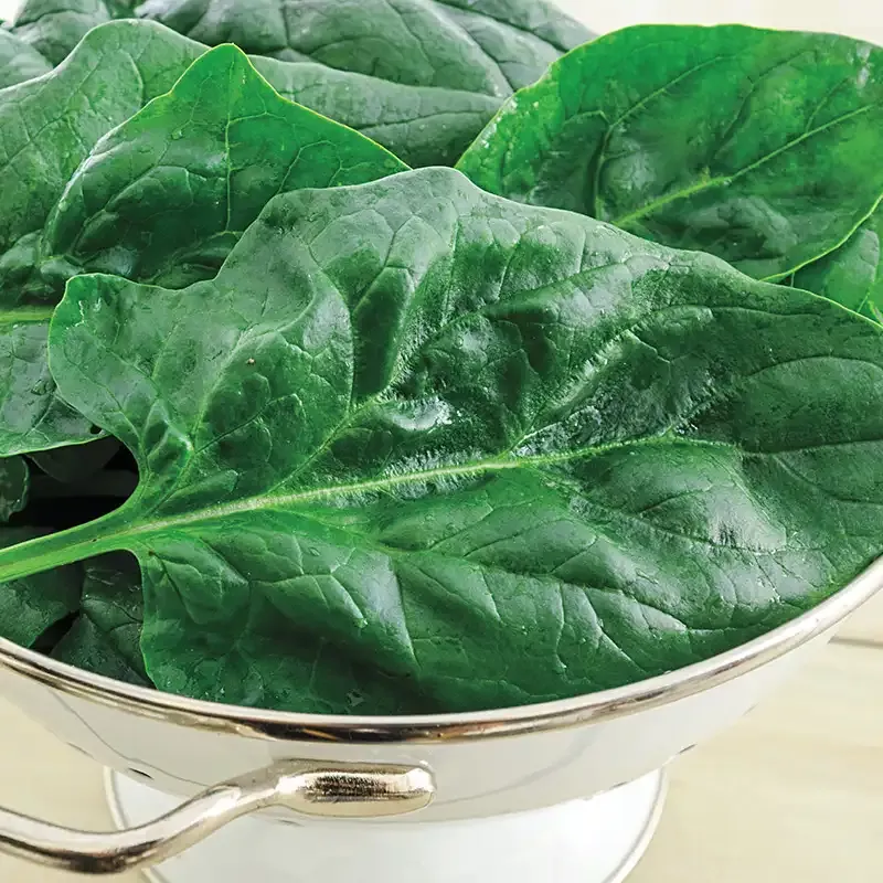 Gurney's Goliath™ Spinach Seed