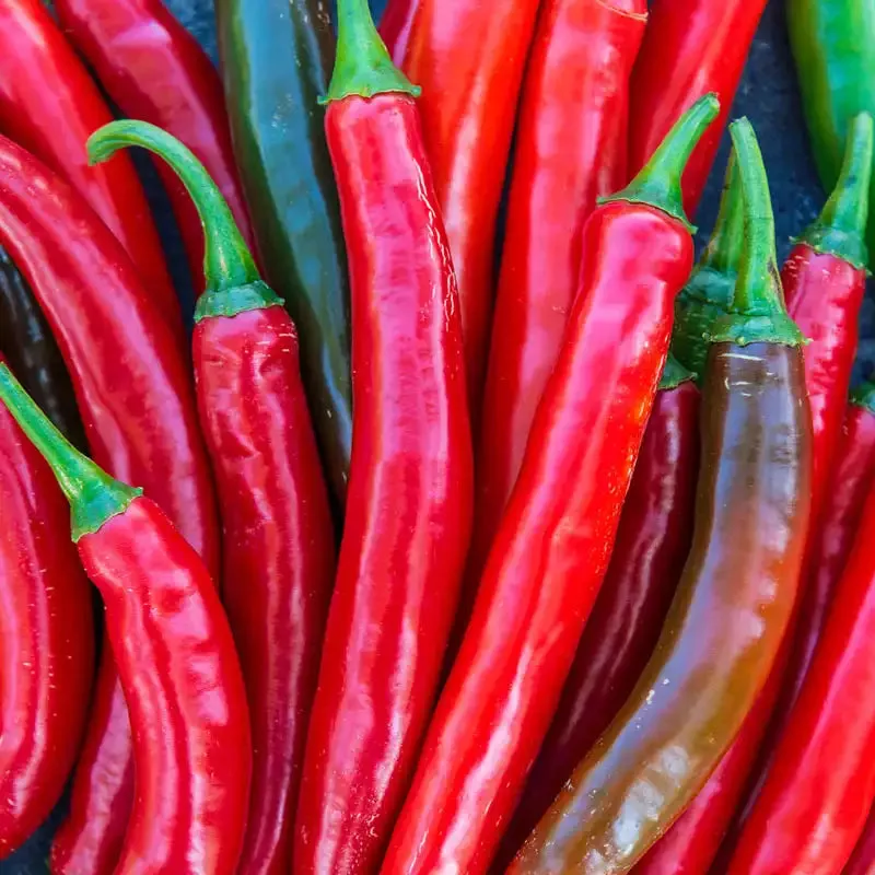 Gurney's Salsa Hybrid Hot Pepper