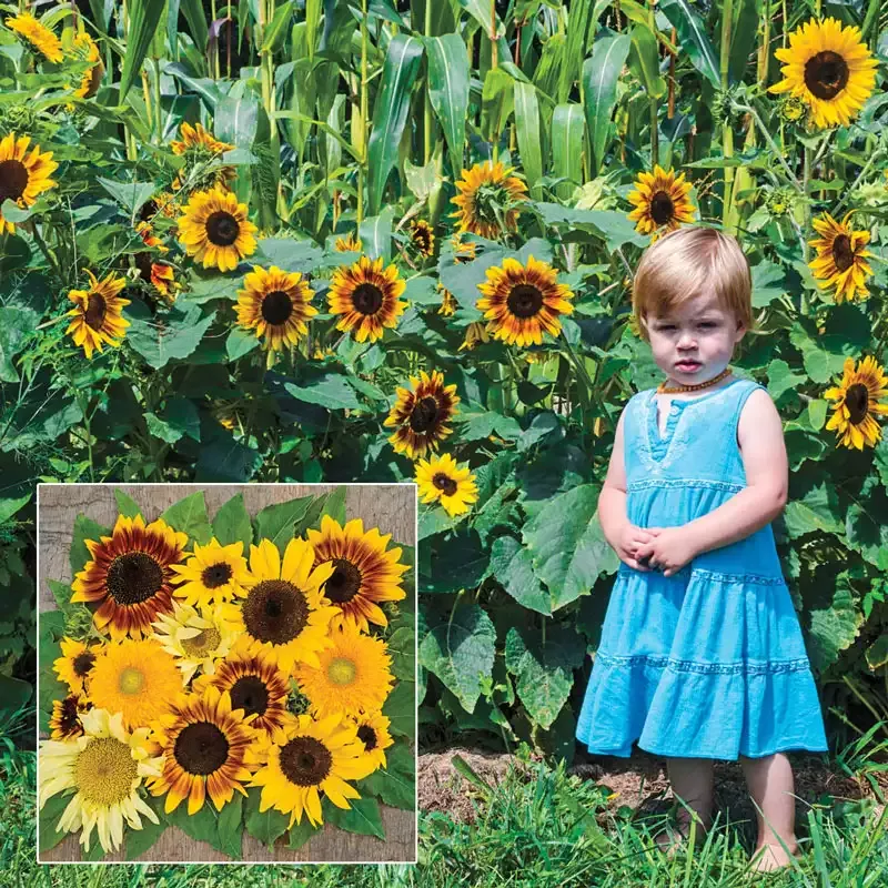 Gurney's Sunny Hedge Sunflower Seed Blend