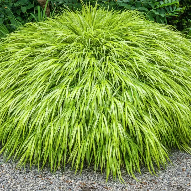 Hakonechloa Aureola