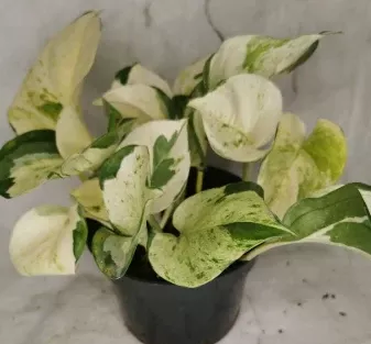 Happy Leaf Pothos