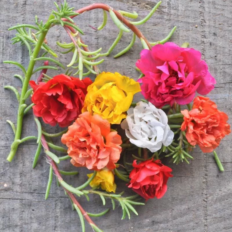 Happy Trails Mix Portulaca