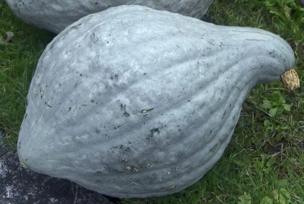 Heavenly Hubbard Squash