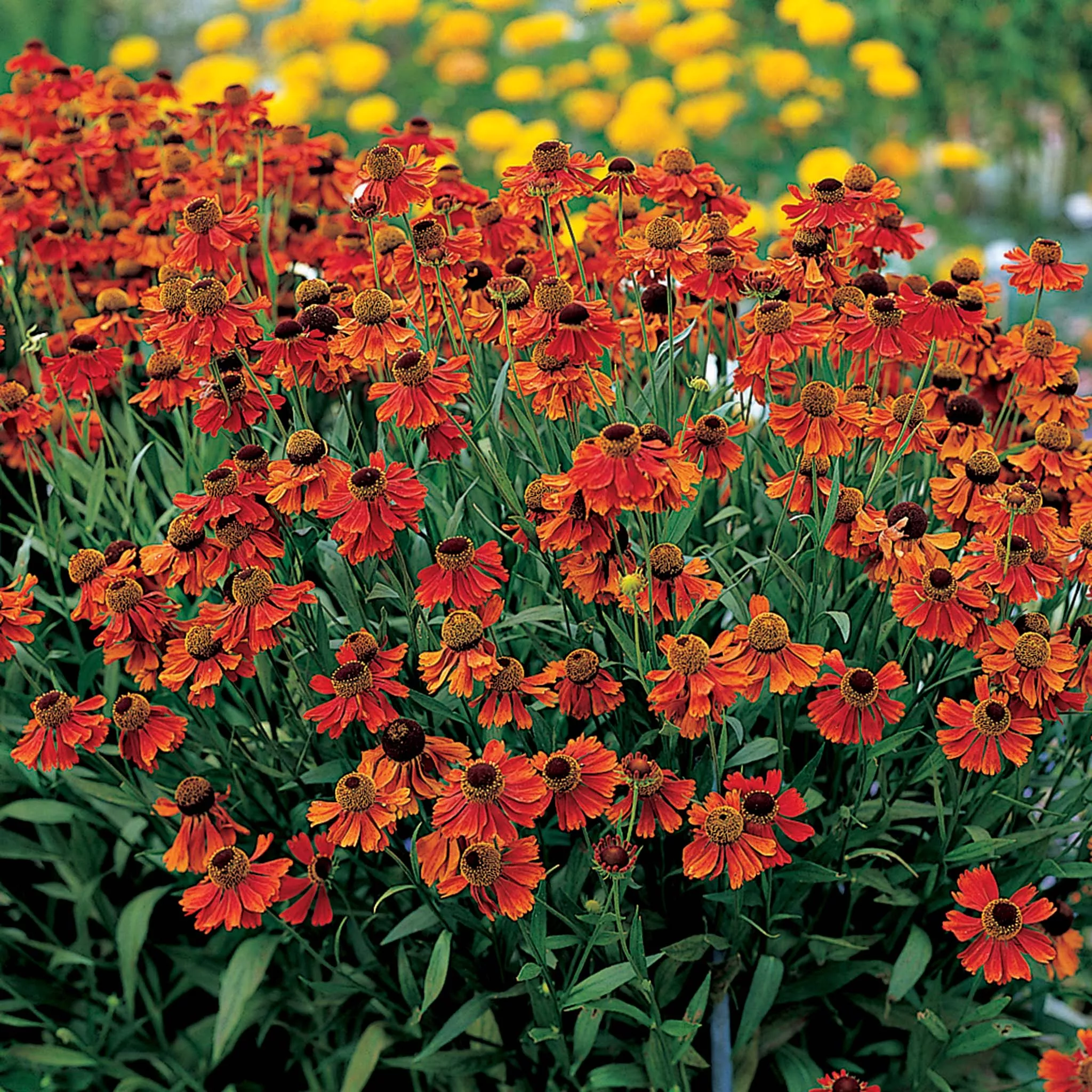 Helenium, Moerheim Beauty