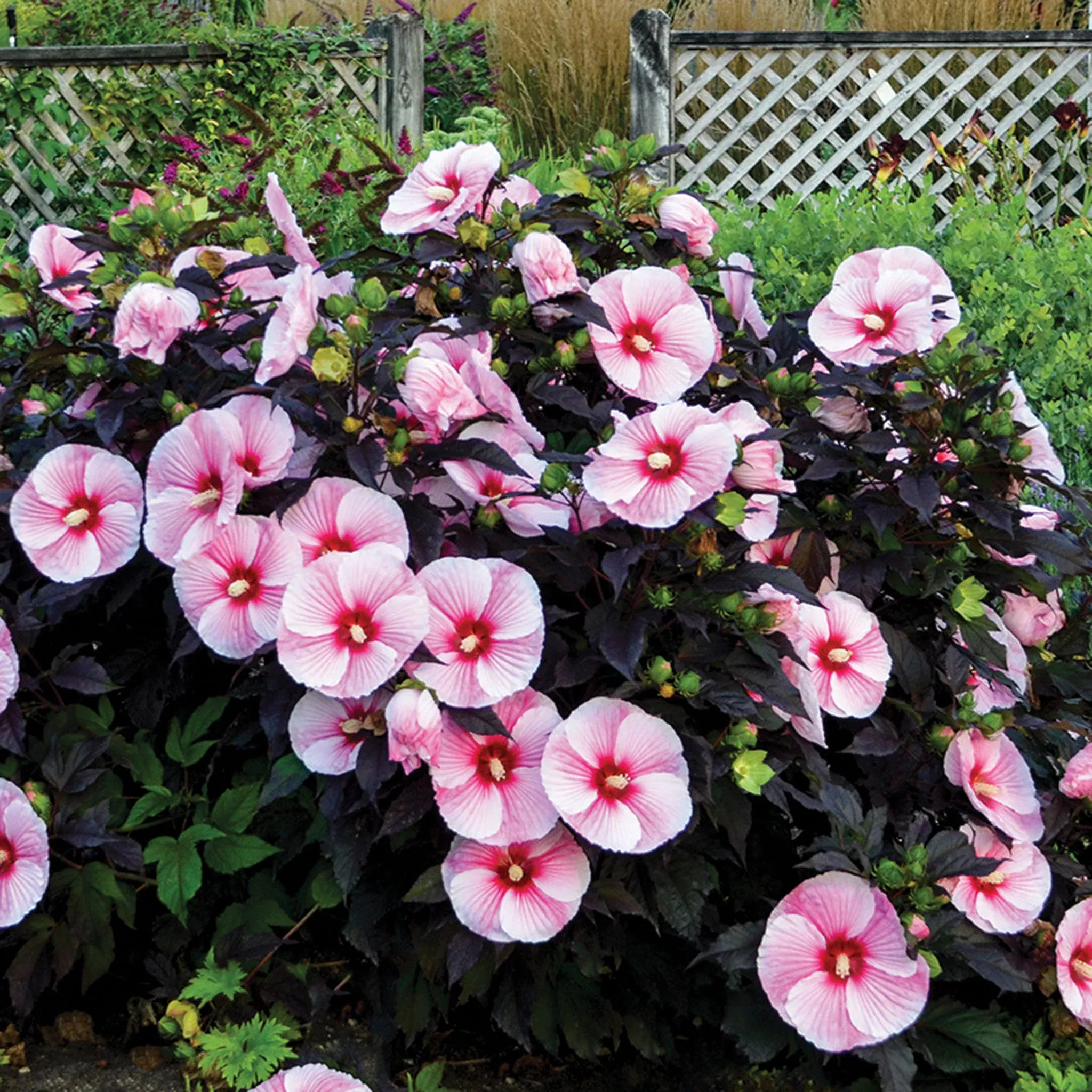 Hibiscus, Starry Starry Night