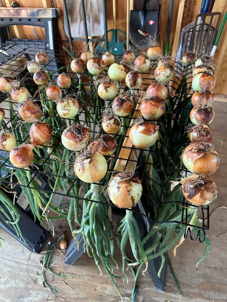 Highlander Onion Plants