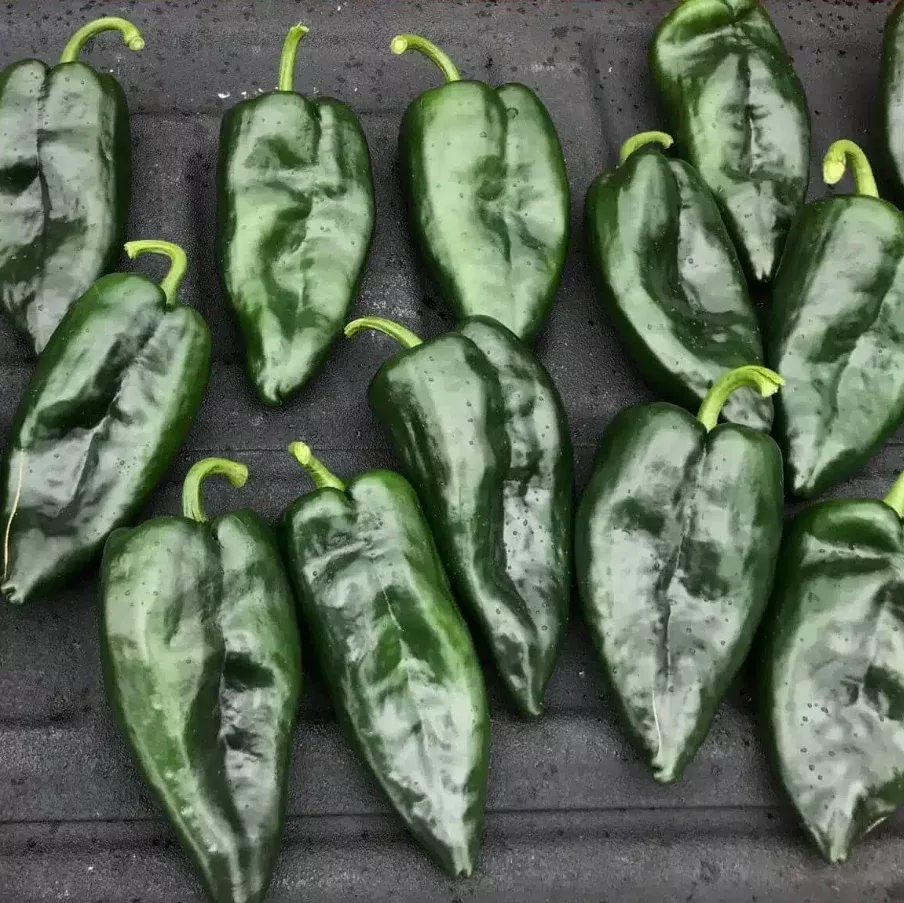 Hitman Poblano Pepper