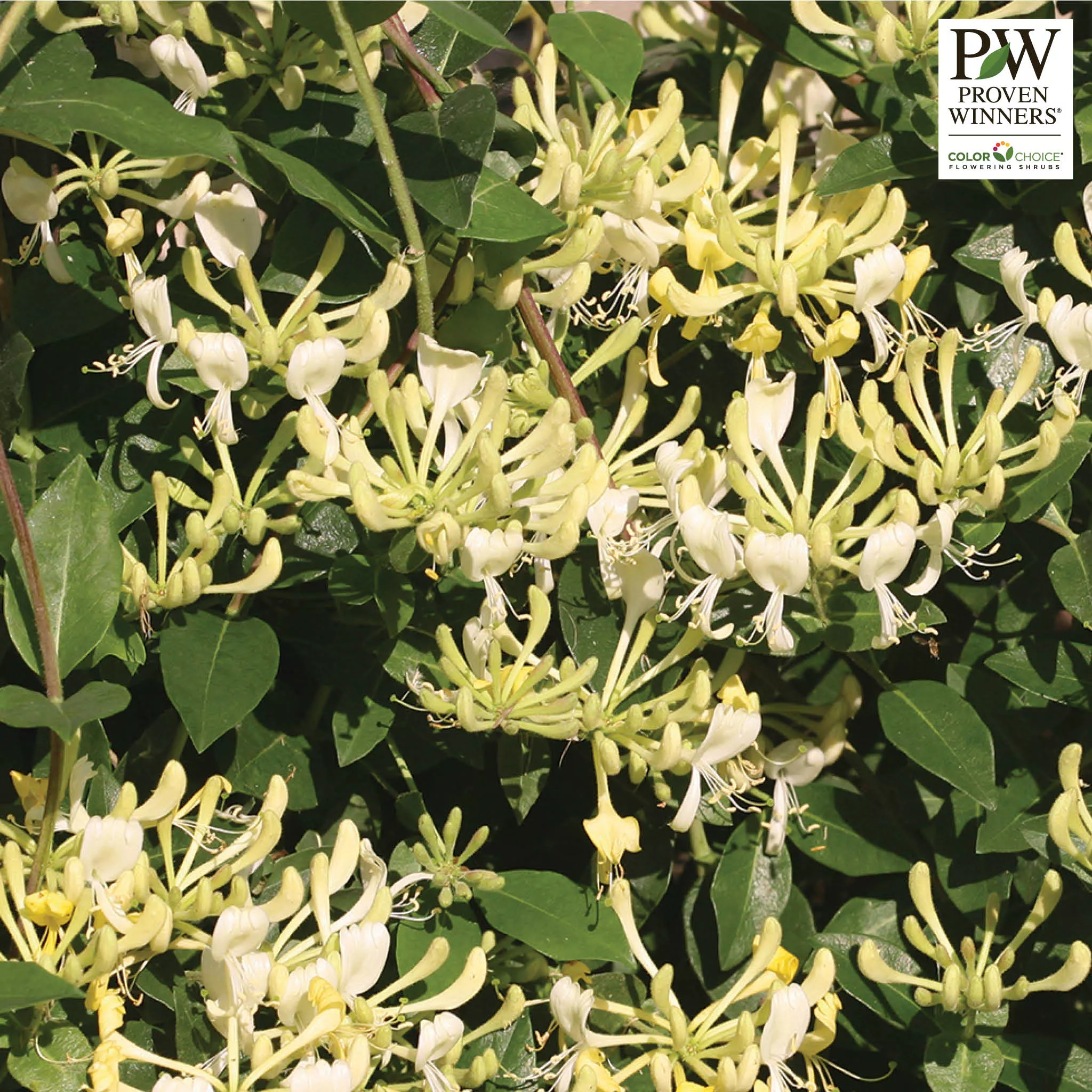 Honeysuckle, Scentsation