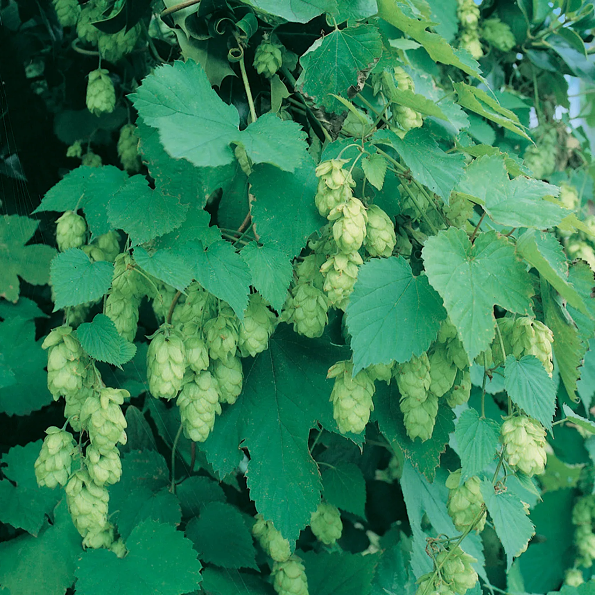 Hops, Cascade