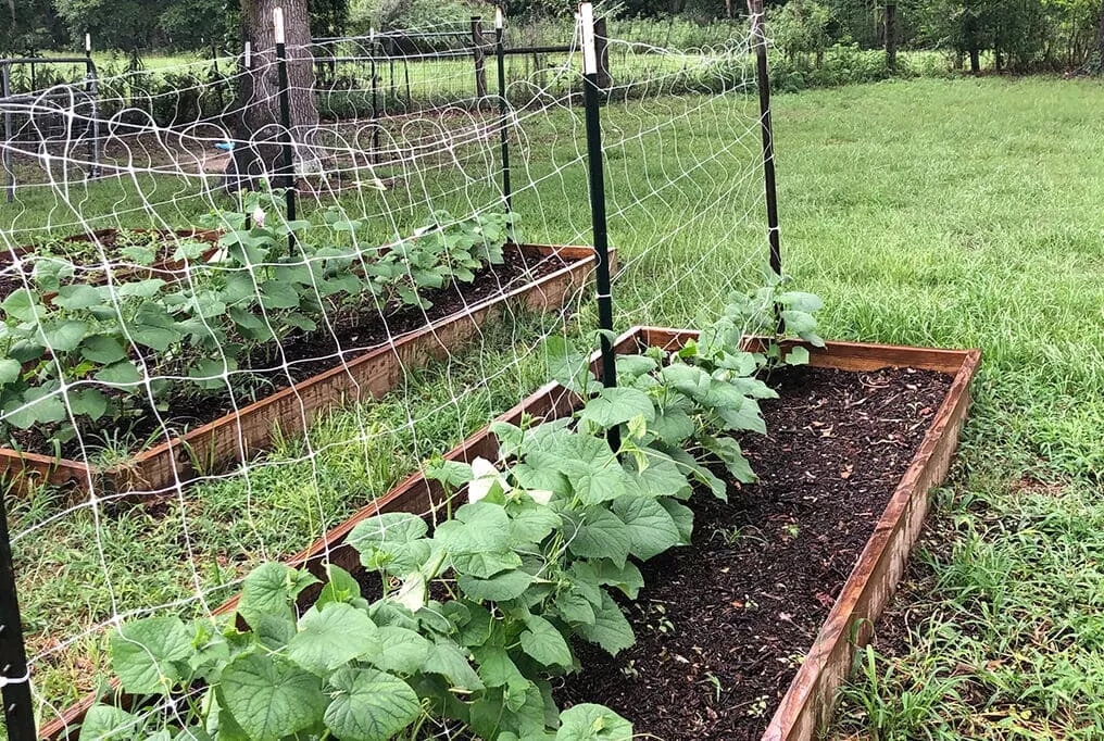 Hortonova Trellis Netting
