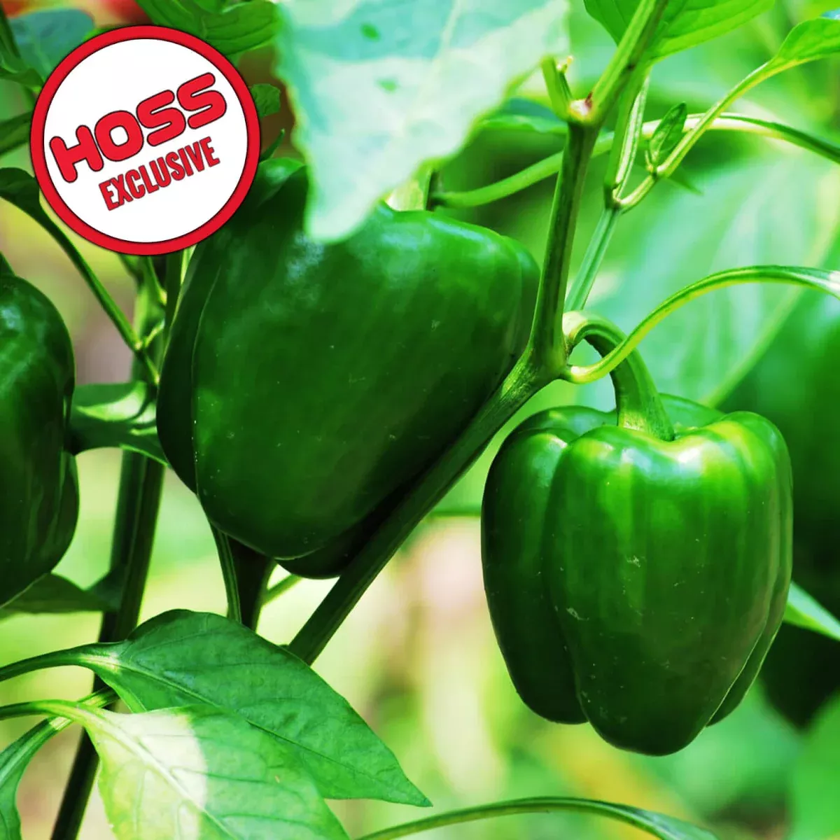 Hossinator™ Bell Hybrid Pepper F1