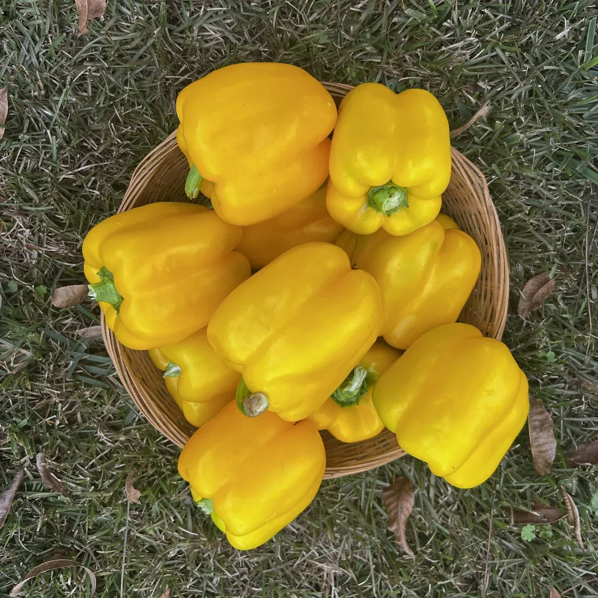 Hossinator™ Yellow Hybrid Bell Pepper F1