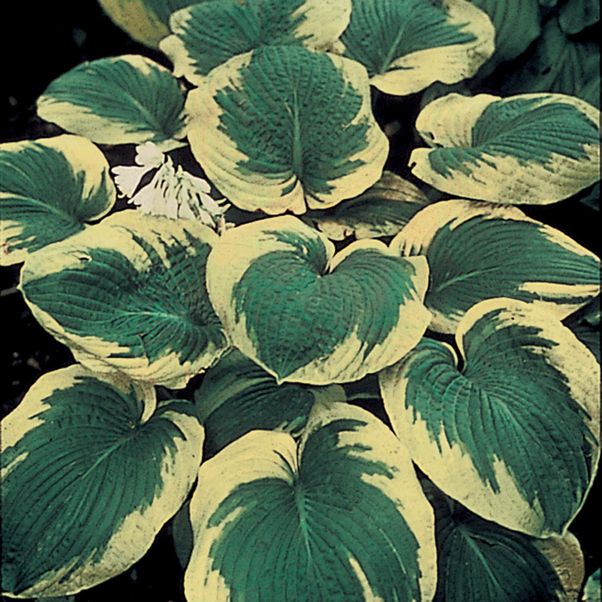 Hosta, Frances Williams